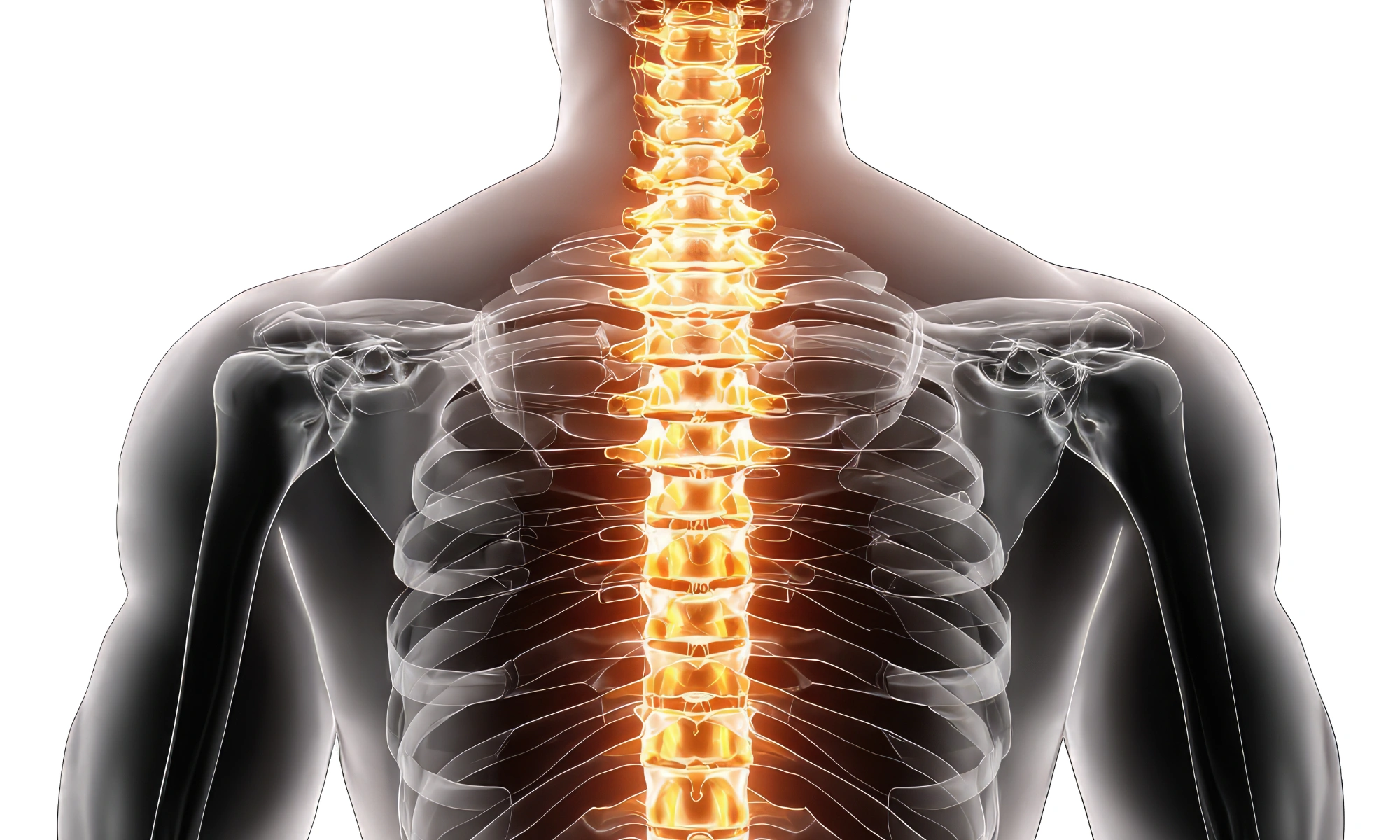 Posterior view of a male human anatomy model highlighting the spinal column with glowing vertebrae (1)